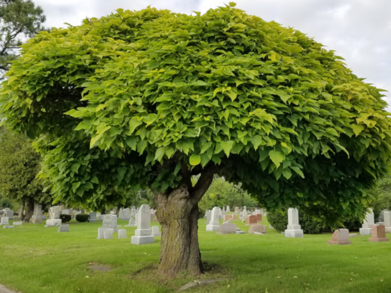 St. Stanislaus Photo